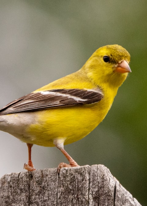 Lupe, cacatúa perdida
